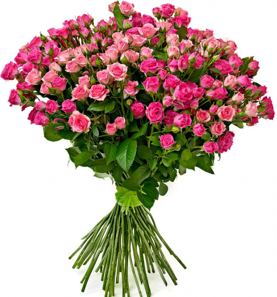 Кустовые розовые розы Кустовые розовые розы